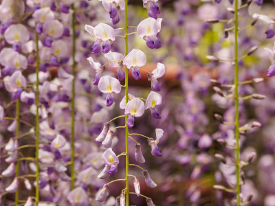 春花系列，紫藤花架