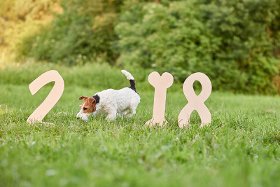 可爱的快乐狐狸梗犬在公园2018年新年贺词