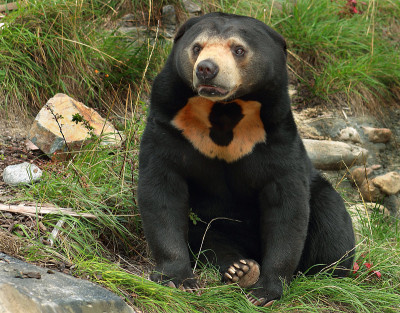 太阳熊(Helarctos malayanus)