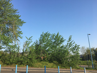 2018年5月，埃克塞特的灰杨树