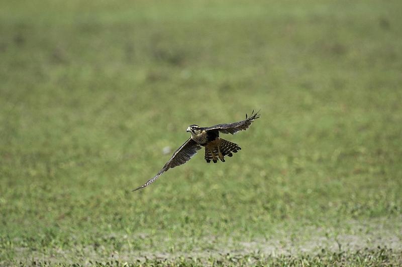 Aplomado Falcon, falco femoralis，飞行中的成年人，委内瑞拉洛斯利亚诺