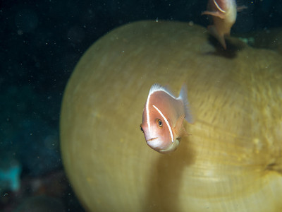 海葵鱼和海葵
