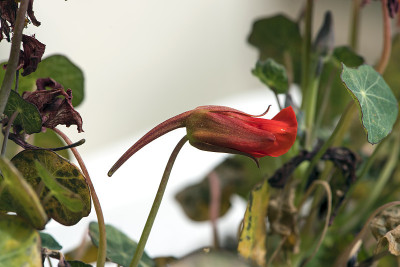 金莲花属植物