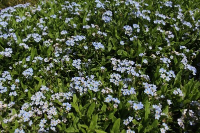 浅蓝色的勿忘我花- Myosotis Rehsteineri