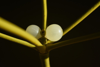 Mistel,槲寄生专辑
