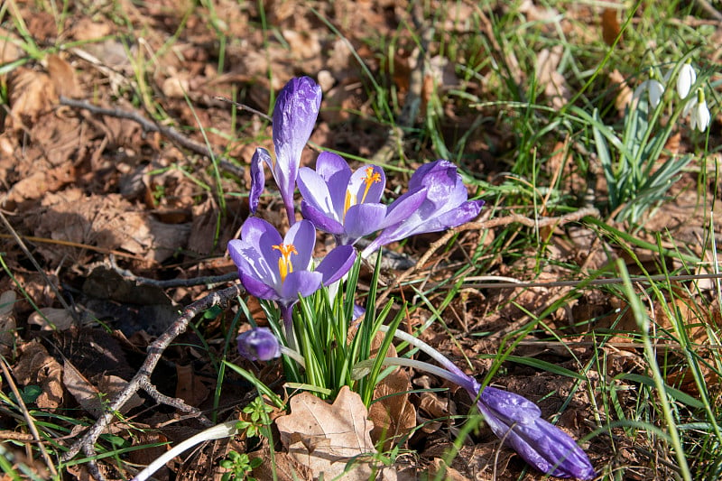 2月在Rödinghausen附近的Wiehengebirge徒步旅行。藏红花今年二月开花。