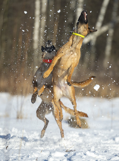 两只比利时牧羊犬在雪地上跳跃