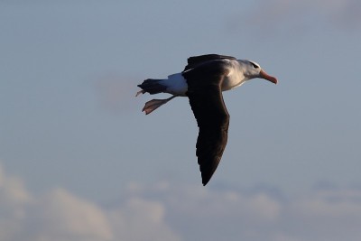 白眉信天翁(Thalassarche melanophris)或德国Mollymawk Helgol