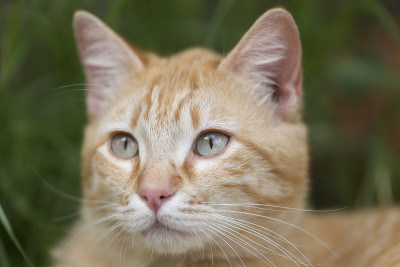 一张成年虎斑猫的肖像。