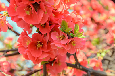 木瓜粉树花，Maule’s榅桲，Gutuiul japonez，户外近距离观察