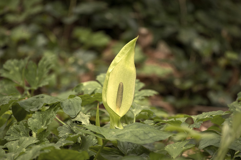 野生魔芋