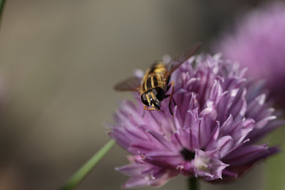 hoverfly的特写镜头