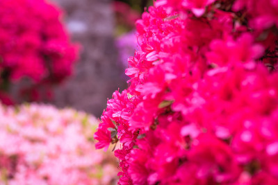 杜鹃花节