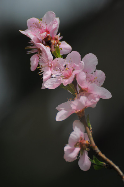 美丽的樱花