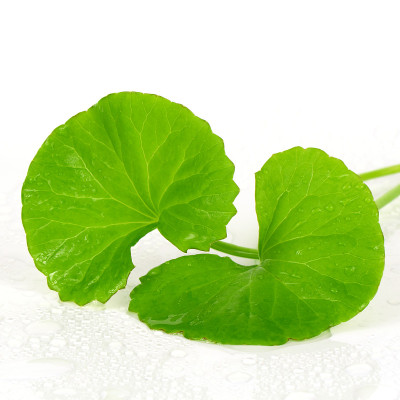 积雪草(Centella asiatica)(厄本)脑补剂