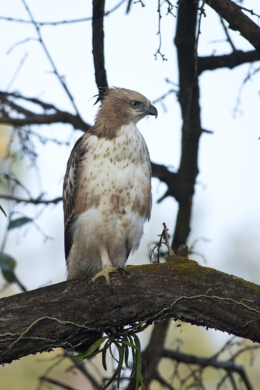 多变的Hawk-Eagle