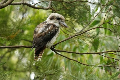 Kookaburra (Dacelo novae几内eae)
