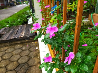 开花植物