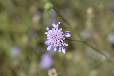 在那里scabious