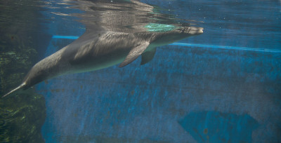 海豚