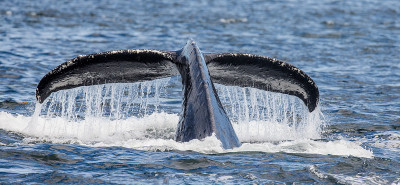 Tail humpback whale above the water surface close 