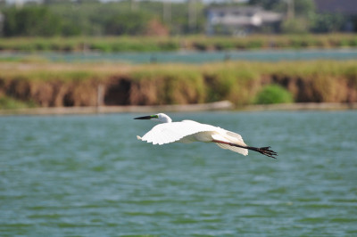 小白鹭(白鹭)