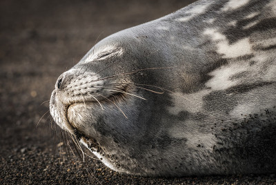 海狮