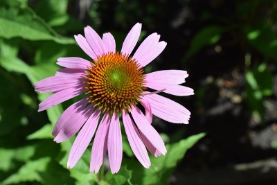 紫锥花，紫锥花，开花