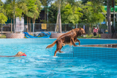 金毛猎犬在游泳池里玩耍