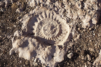 西班牙安达卢西亚El Torcal de Antequera自然遗址地下的菊石化石。