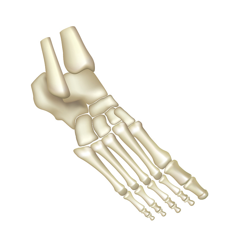 脚骨孤立的白色载体
