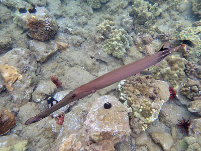 Trumpetfish