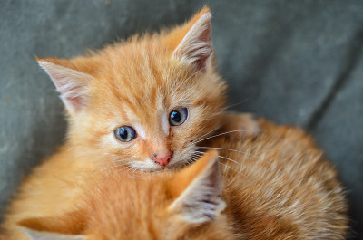 小猫