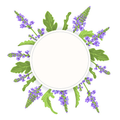 马鞭草圆形徽章。叶枝，花叶。马鞭草草药模板。替代药物，化妆品