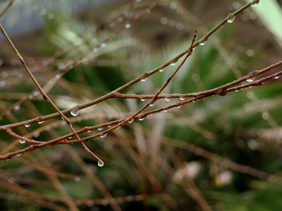 雨水滴
