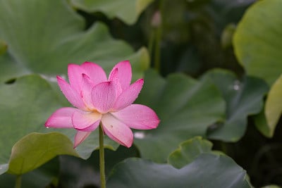 在雨天的田野里，粉红色的荷花缀满了雨滴