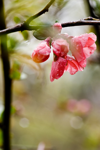 贴梗海棠开花