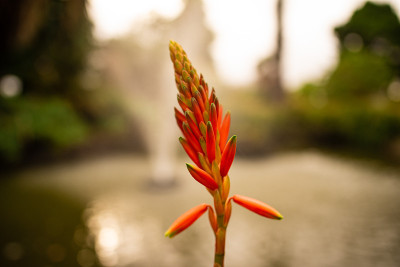 秋花聚焦