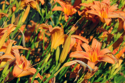 橙色的百合花
