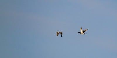 野鸭在空中飞翔