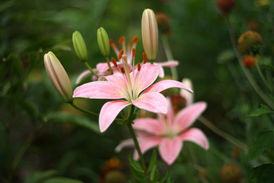 粉色的百合