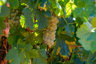 AOC Luberon mountains的葡萄园靠近Apt与老葡萄树干生长在红色粘土土壤，白葡萄酒