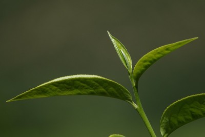 高原的绿茶嫩芽和嫩叶