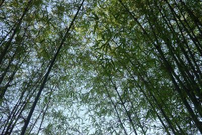 竹林。