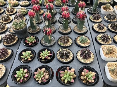 仙人掌植物用于家庭和花园装饰
