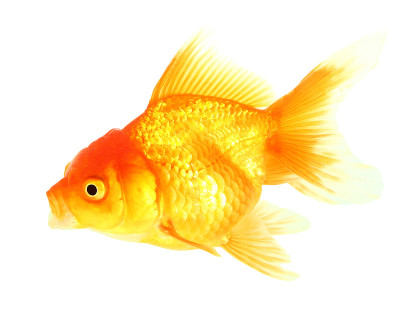 金鱼
