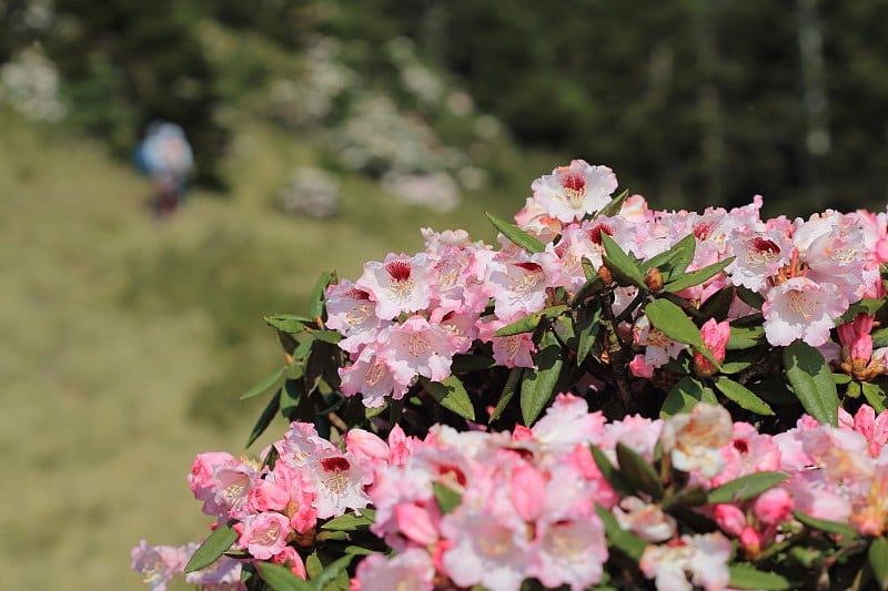 杜鹃花,华山