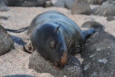 小海狮