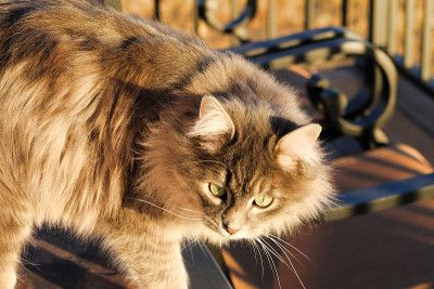 灰色毛茸茸的猫在甲板上