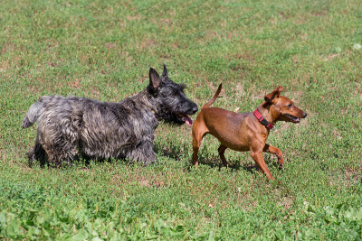 可爱的苏格兰小猎犬和迷你犬在夏季公园的绿色草地上玩耍。宠物的动物。